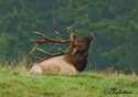 Cervus elaphus roosevelti Merriam